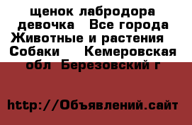 щенок лабродора девочка - Все города Животные и растения » Собаки   . Кемеровская обл.,Березовский г.